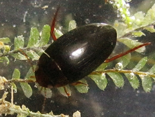 Copelatus inornatus Sharp, 1882:569. Female, in vivo, dorsal aspect.