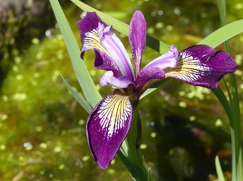 Iris siberica cultivar | by celerycelery