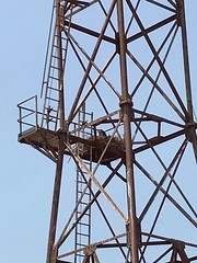Osprey nest in lighthouse tower