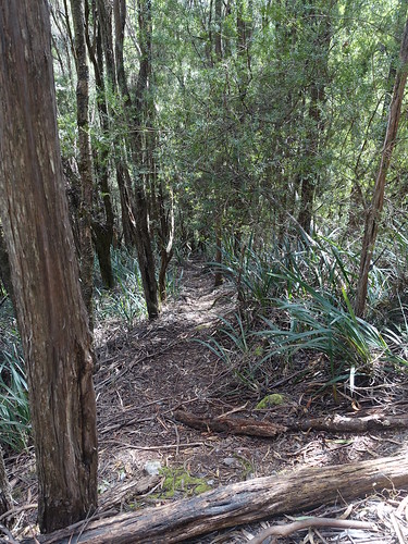 tasmania detentionfallsconservationarea detentionfallstrack track slope