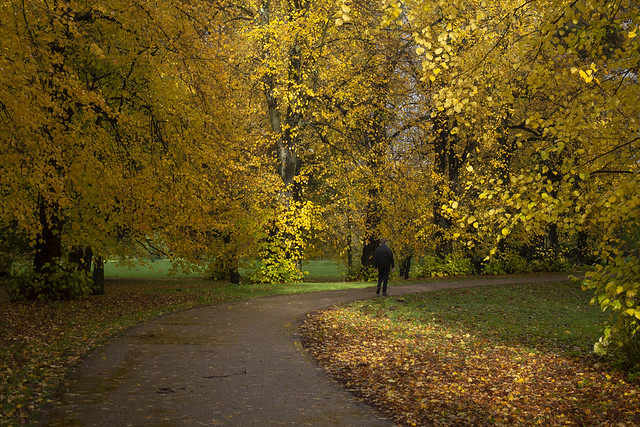 Autumn in Bute Park, Cardif