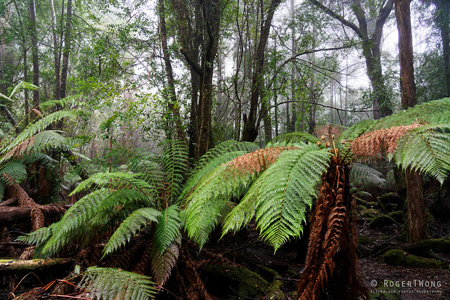 20181015-22-Three Capes Track day 4 - Mist in cloud forest on Mt Fortescue