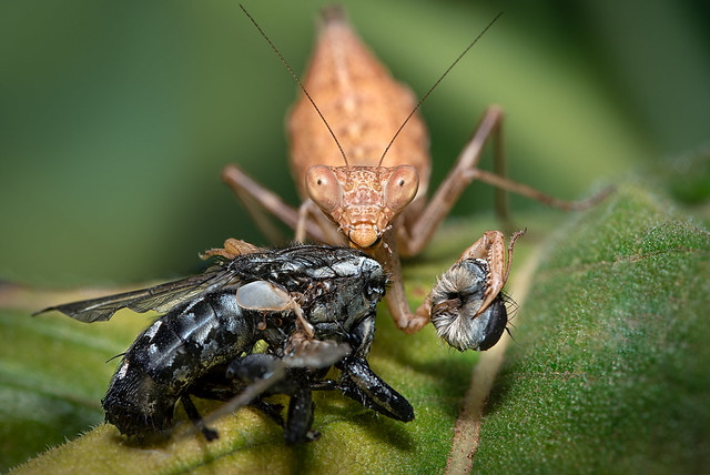 Ameles spallanzania devorando un ejemplar de mosca de la carne (Sarcophaga carnaria).