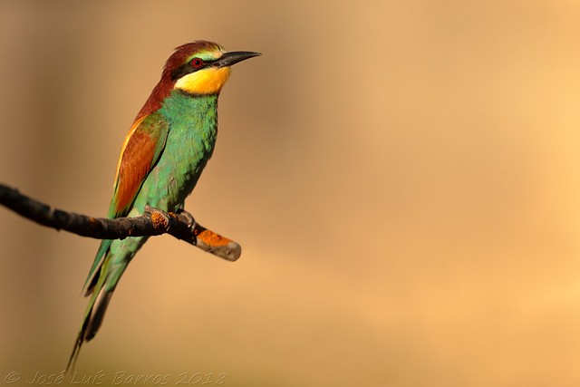 Abelharuco | Merops apiaster | Bee-eater