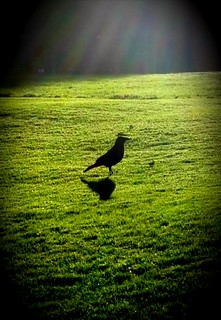Black Crow in Shibden Park..