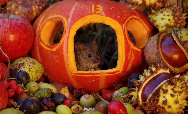 wild garden house mouse inside a pumpkin autumn display (8)