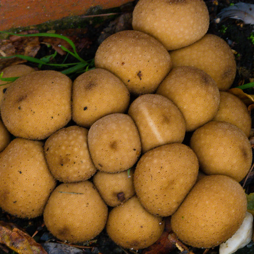 Autumn fungi: cluster of puffballs