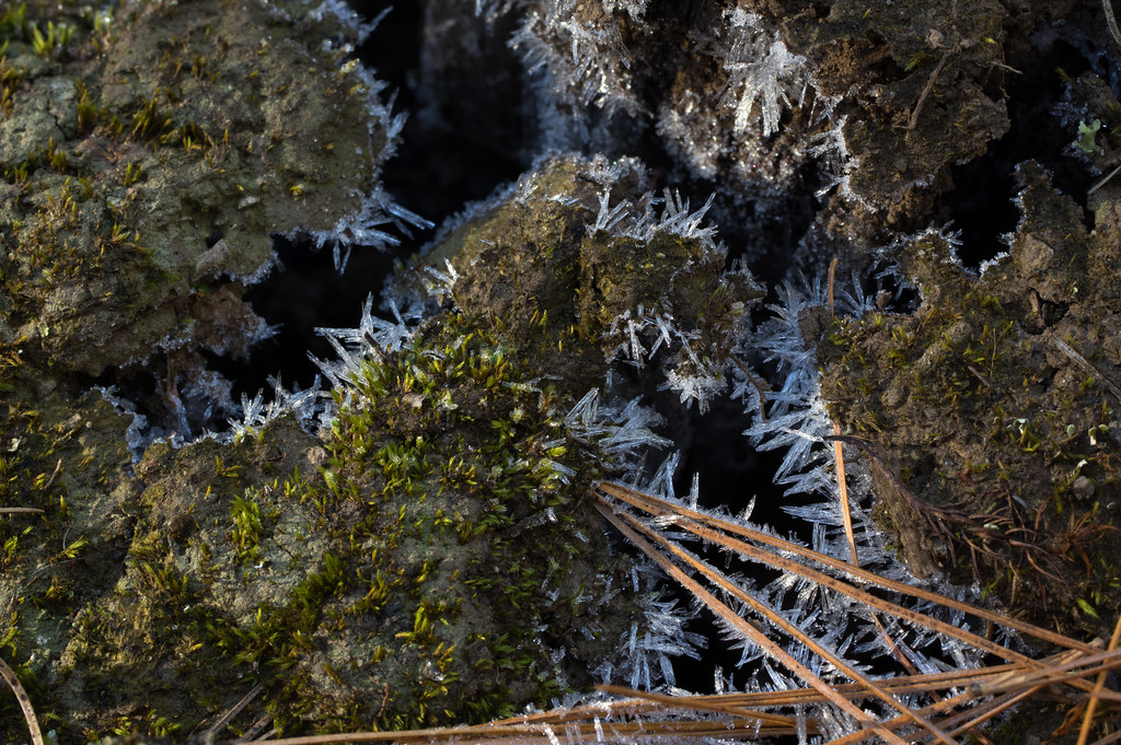 ice crystals on pine needles