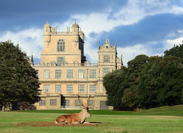 Stag at Wollaton Hall
