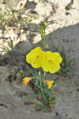 Baja Flora