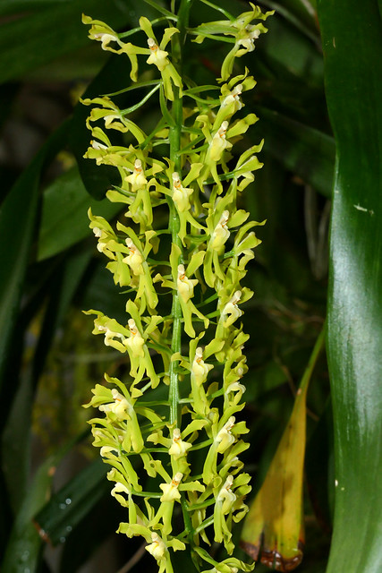 Gomesa crispa species orchid