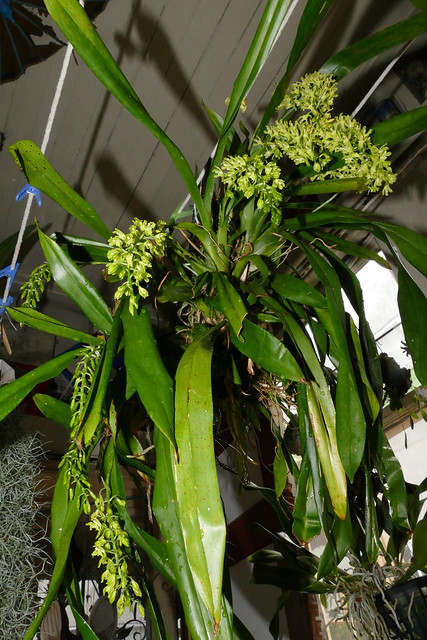 Gomesa crispa species orchid 9-18