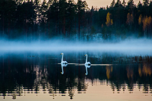 Two swans II