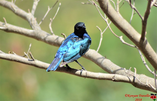 Superb Starling at the Ostrich Farm 5