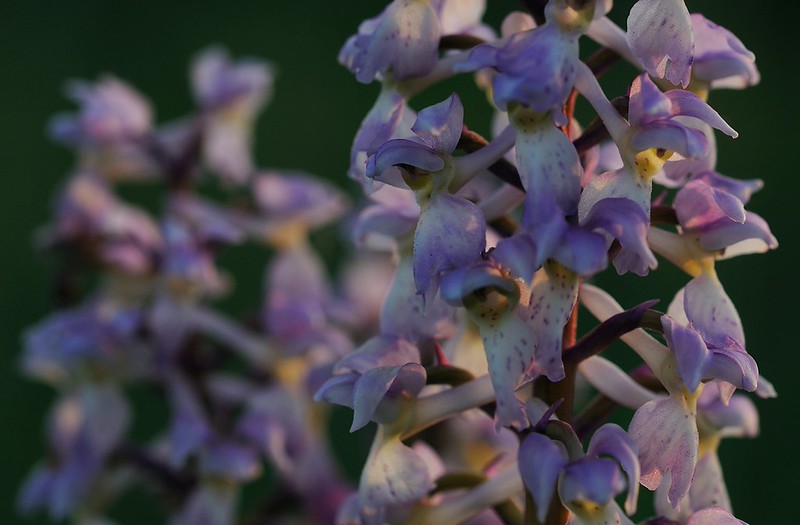 20180528-210F | Manns-Knabenkraut (Orchis mascula) auf Stora Karlsö. Gotland/Schweden, 28.05.2018