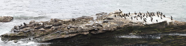Harbor seals and Cormorants