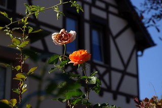 Roses in the autumn sun