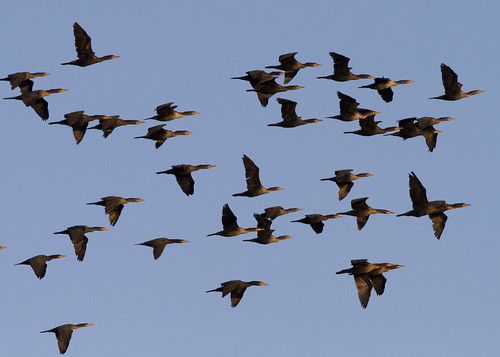 phalacrocoraxauritus doublecrestedcormorant birds flying