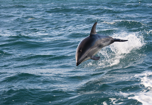 Dolphin's jump