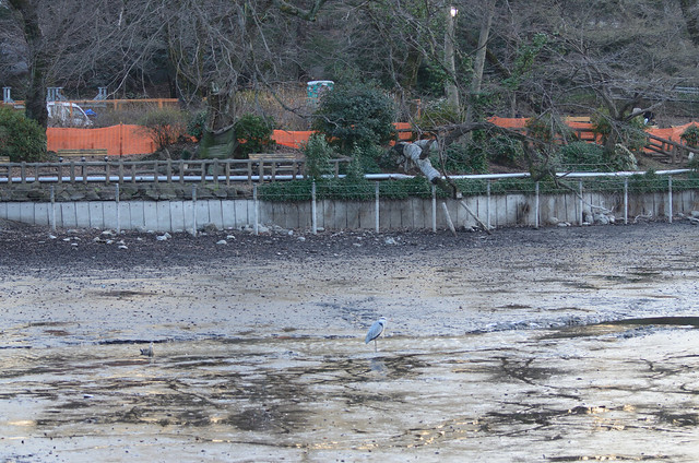 Exposed Bottom of Pond in Inokashira Park