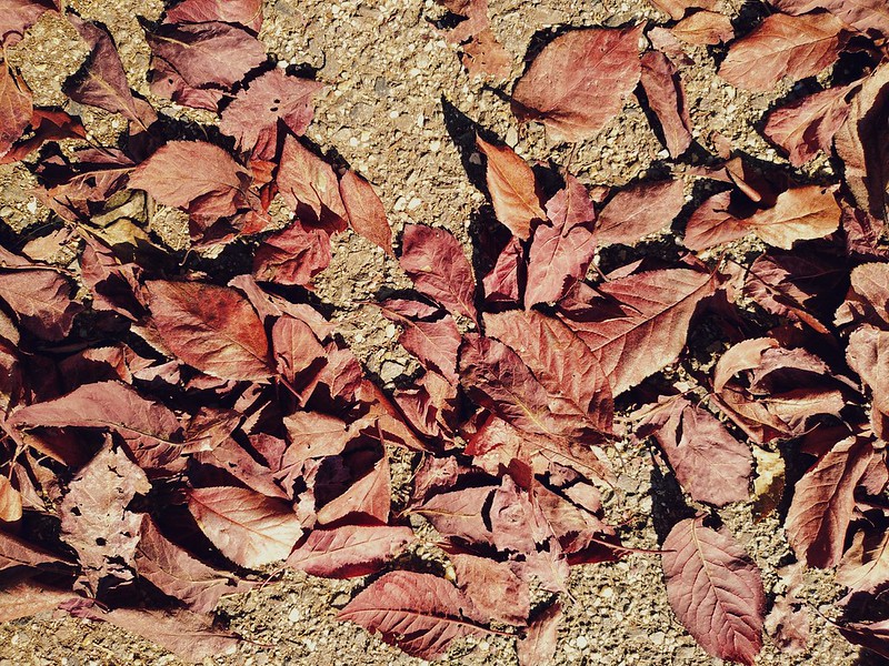 Fallen Leaves #12