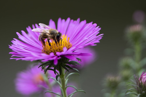 Bee at work | by TryVision