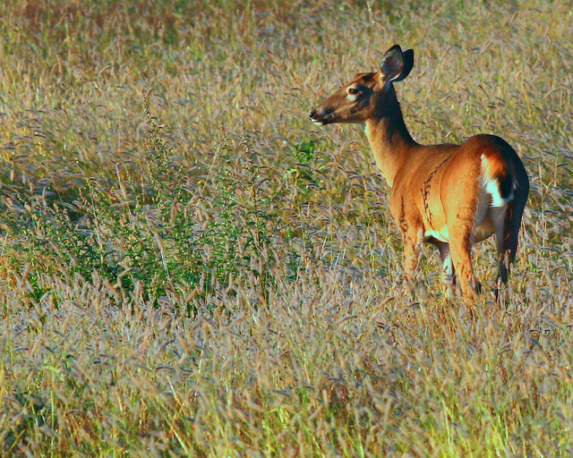 Whitetail-deer-92w