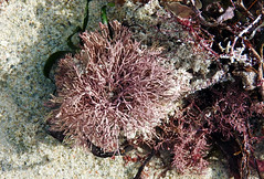 Coralline Algae_Point Moore Beach, Geraldton, W Australis_Aug 2018