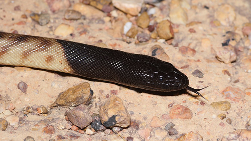 Aspidites melanocephalus, (Kreft, 1864) | by OttoB-C