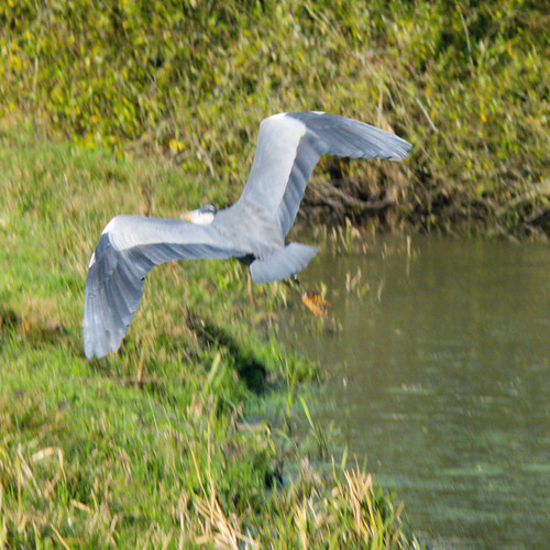 Wary heron, Doxey Marshes