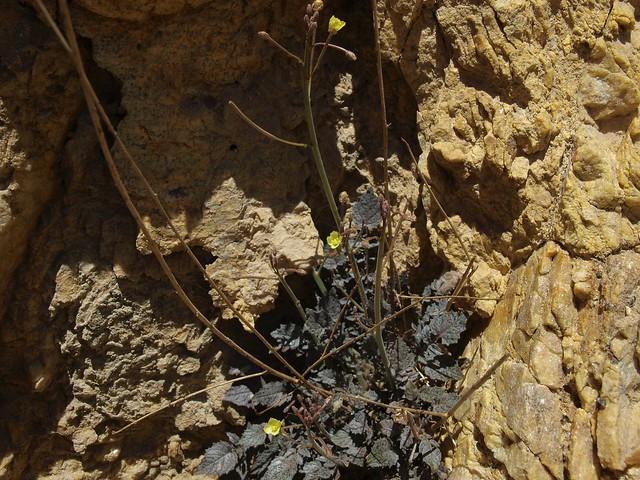 rock primrose, Chylismia walkeri subsp. tortilis