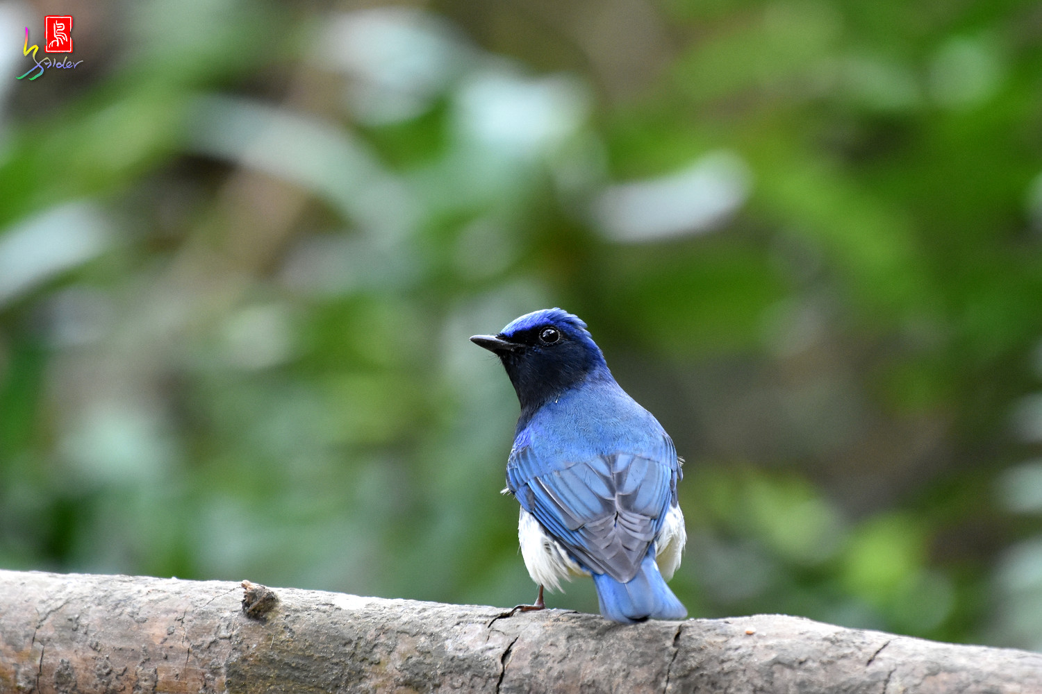 Blue-and-white_Flycatcher_8789
