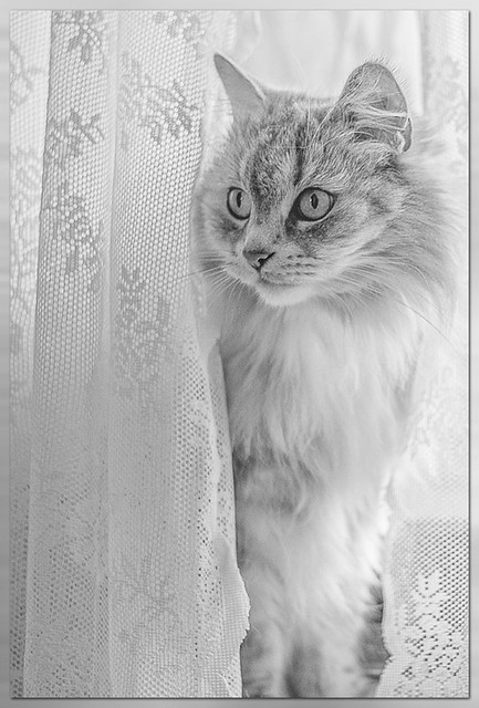 mika, siberische kat