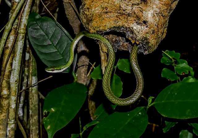Leptophis ahaetulla ssp. - Giant Parrot Snake / Lora / Azulão-Boia (Linnaeus, 1758)