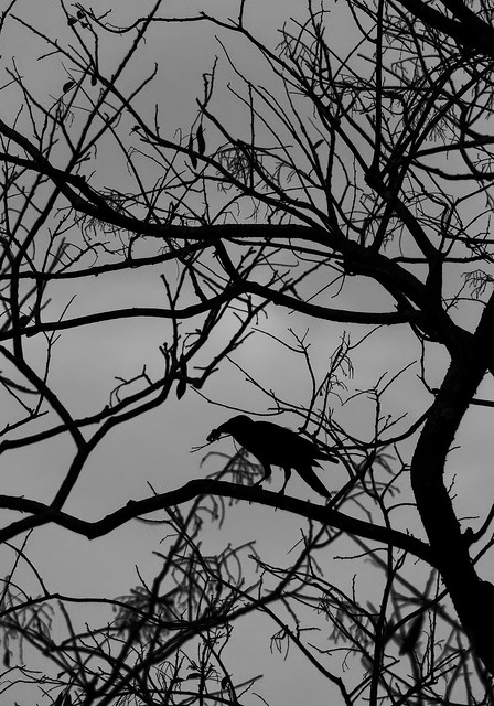 PA151257 Jungle Crow
