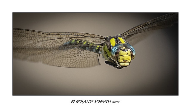 Full in the face - Southern Hawker in flight