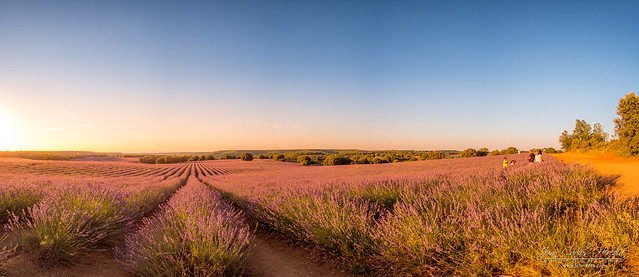 Sunset at lavender fields