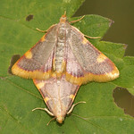 Heuzünsler (Clover Hay Moth, Hypsopygia costalis)