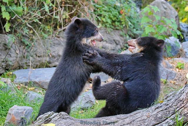 Bärenbrüder - Spectacled bear brothers