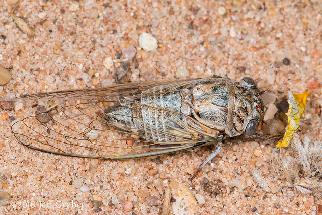 Cicada (Diceroprocta eugraphica)