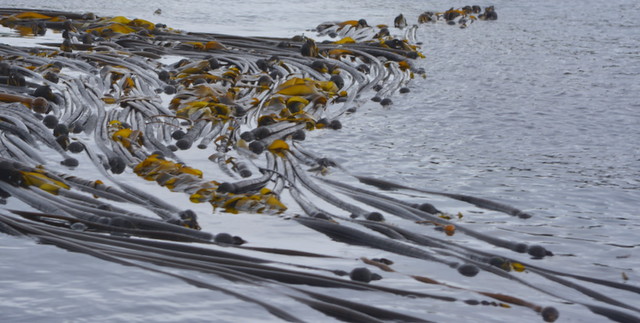 KELPBEDS IN A BAY IN JOHNSTONE STRAIT,  NORTHERN VANCOUVER ISLAND,   BC.