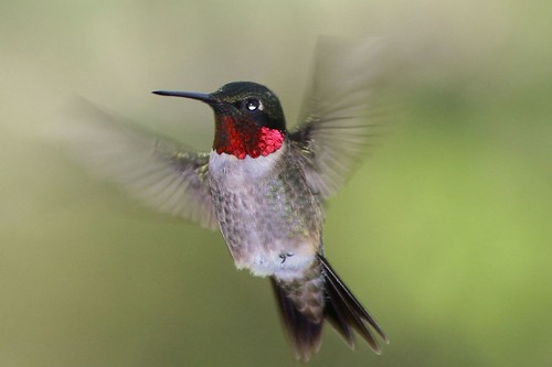 fab birds wildlife explore supershot specnature mywinners abigfave impressedbeauty hummingbirdsbirds
