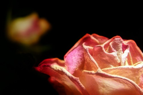 Dried Roses | Auntie P | Flickr
