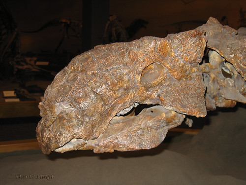 dinosaur euoplocephalus anhylosaur