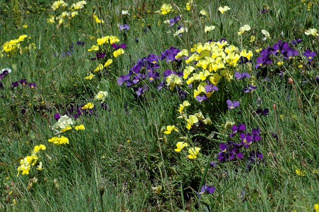 D0702167 | Veilchen (Viola spec). Abruzzen, 14.05.2007
