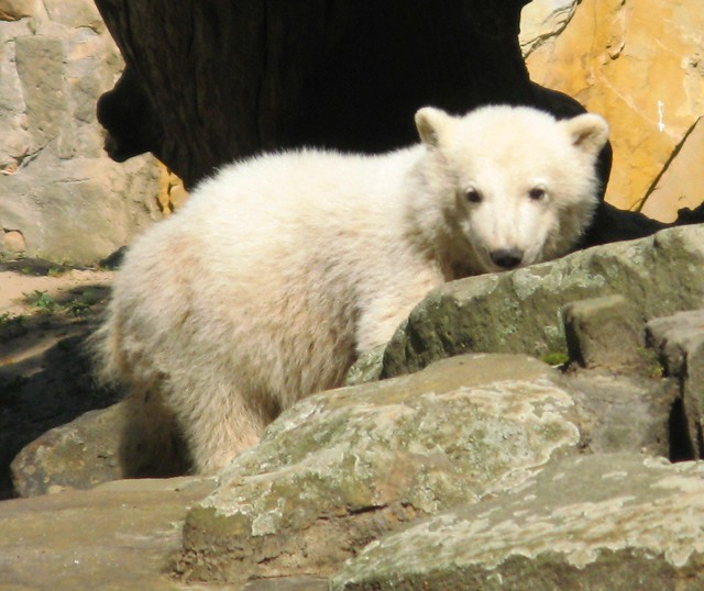Knut, der Eisbär