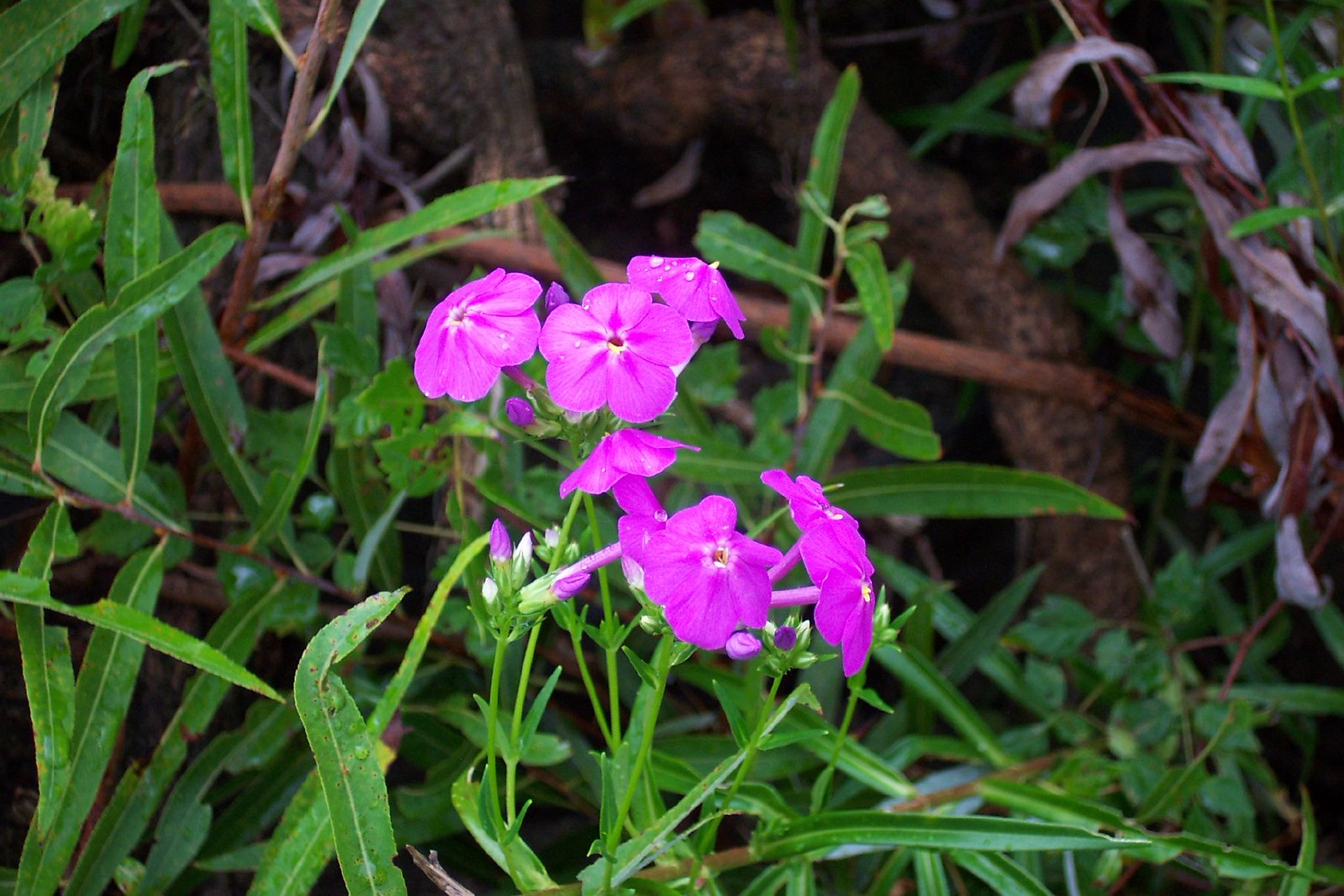 Floosa flora and fauna | Flickr