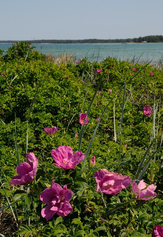 20180530-074F | Kartoffel-Rose (Rosa rugosa) auf Fårö. Gotland/Schweden, 30.05.2018