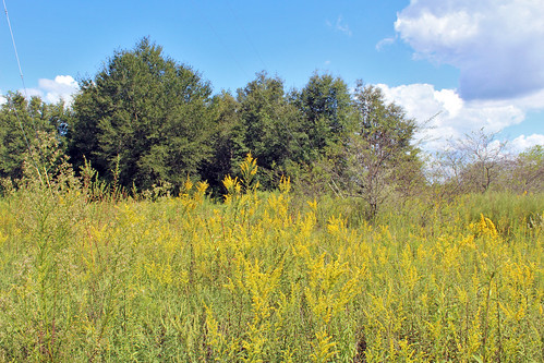 landscape field brush trees goldenrod flowers wildflowers citrussprings florida unitedstates