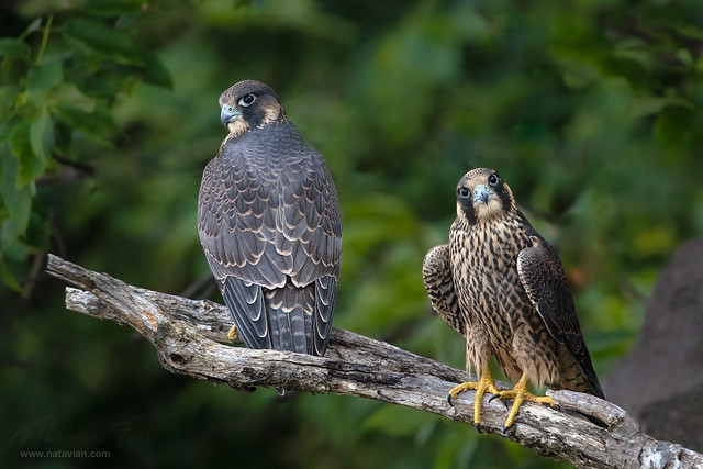 Peregrine Falcon Fledglings